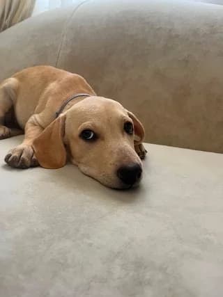PEANUT, male puppy Mixed Breed for adoption at Dogs Voice, Athens