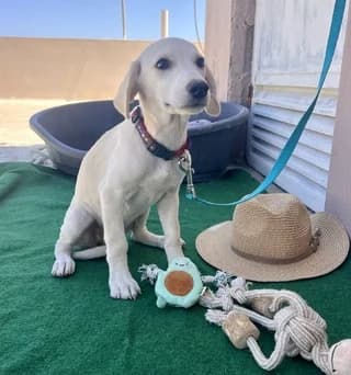 Alma, female puppy Mixed Breed for adoption at Dogs Voice, Athens