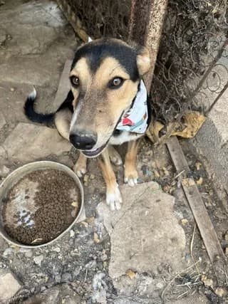 Mark, male puppy Mixed Breed for adoption at Dogs Voice, Athens