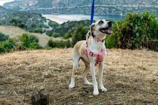 Marily (Μαριλύ), female puppy Mixed Breed for adoption at Dogs Voice, Athens