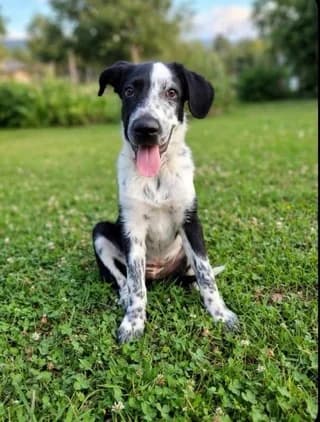 Nasia (Νασια), female puppy Mixed Breed for adoption at Dogs Voice, Athens