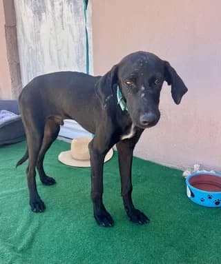 Julian, male puppy Mixed Breed for adoption at Dogs Voice, Athens