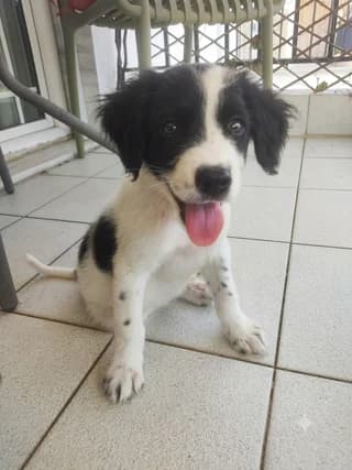 Archie, male puppy Mixed Breed for adoption at Dogs Voice, Athens