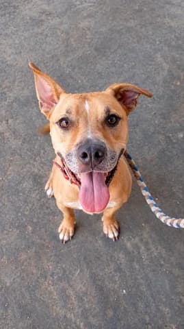 Tzony (Τζόνυ), male 7yo Mixed Breed for adoption at Dogs Voice, Athens