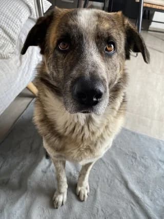 Turbo, male 7yo Mixed Breed for adoption at Dogs Voice, Athens