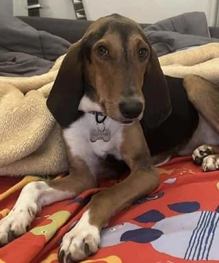 Gaston, male puppy Mixed Breed for adoption at Dogs Voice, Athens