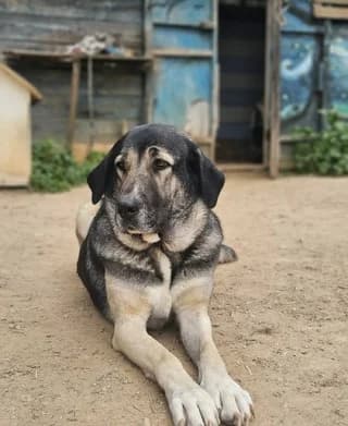 Vera (Βέρα), female 7yo Mixed Breed for adoption at Dogs Voice, Athens