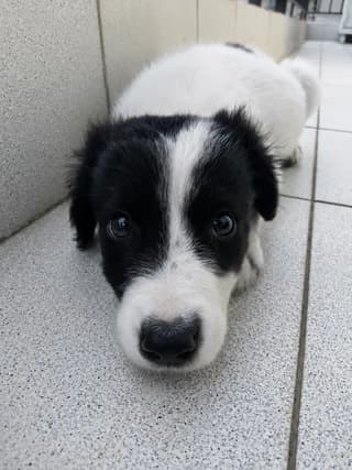 Άrtsi (Άρτσι), male puppy Mixed Breed for adoption at Dogs Voice, Athens