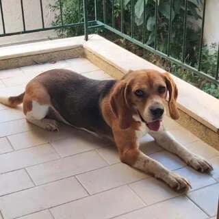 Rooyz (Ρόουζ), female 3yo Mixed Breed for adoption at Dogs Voice, Athens