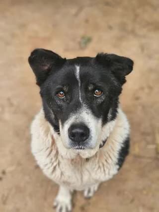 Mpella (Μπέλλα), female 7yo Mixed Breed for adoption at Dogs Voice, Athens