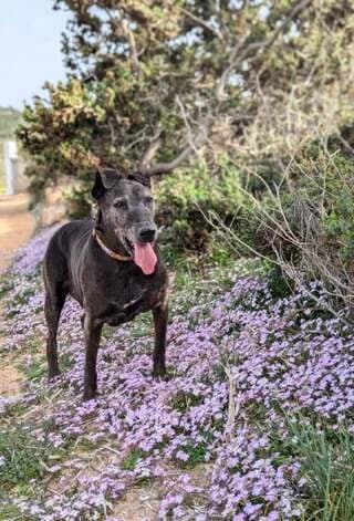 Dixon, male 7yo Mixed Breed for adoption at Dogs Voice, Athens