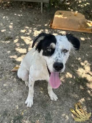 OREO, male puppy Mixed Breed for adoption at Dogs Voice, Athens