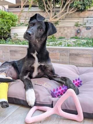 Viky (Βίκυ), female puppy Mixed Breed for adoption at Dogs Voice, Athens