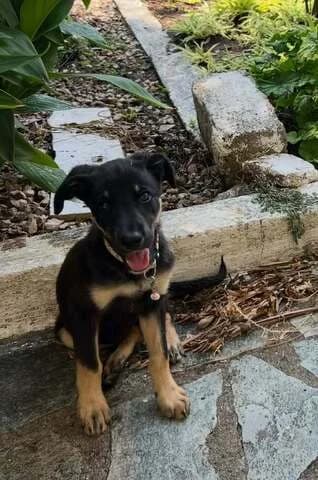 Litsa (Λιτσα), female puppy Mixed Breed for adoption at Dogs Voice, Athens