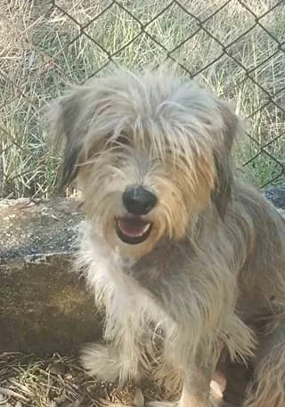 MPELA (ΜΠΕΛΑ), female 3yo Mixed Breed for adoption at Dogs Voice, Athens