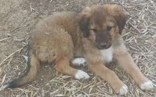 LORA (ΛΩΡΑ), female puppy Mixed Breed for adoption at Dogs Voice, Athens