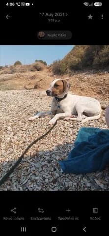 Pongo, male 7yo Mixed Breed for adoption at Dogs Voice, Athens