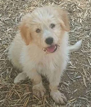 TZON (ΤΖΟΝ), male puppy Mixed Breed for adoption at Dogs Voice, Athens