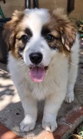 ChANS (ΧΑΝΣ), male puppy Mixed Breed for adoption at Dogs Voice, Athens