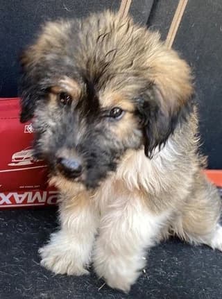 TZAK (ΤΖΑΚ), male puppy Mixed Breed for adoption at Dogs Voice, Athens