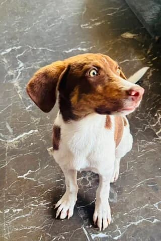 Choco, male puppy Mixed Breed for adoption at Dogs Voice, Athens