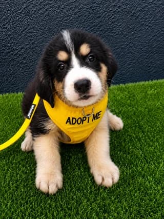 Bruno, male puppy Mixed Breed for adoption at Dogs Voice, Athens