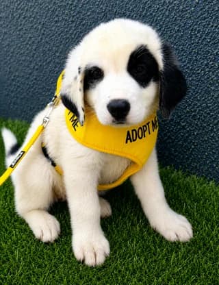 Panda, male puppy Mixed Breed for adoption at Dogs Voice, Athens