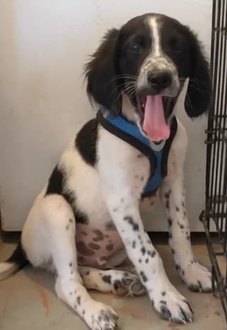 PEIRATIS (ΠΕΙΡΑΤΗΣ), male puppy Mixed Breed for adoption at Dogs Voice, Athens