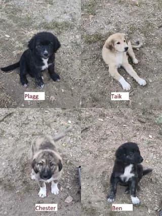 Chester - Taik, male puppy Mixed Breed for adoption at Dogs Voice, Athens