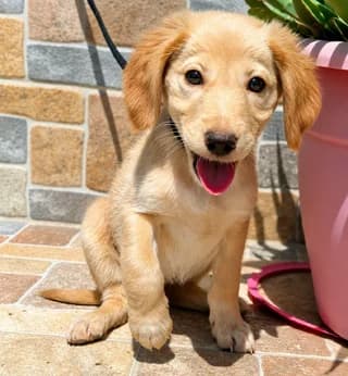 Aloi (Αλόη), female puppy Mixed Breed for adoption at Dogs Voice, Athens