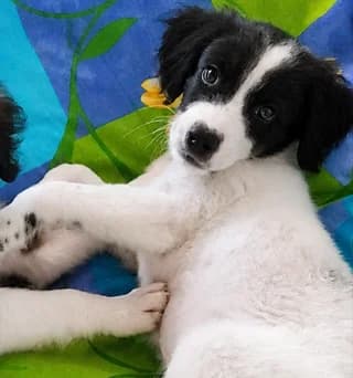 Άrtsi (Άρτσι), male puppy Mixed Breed for adoption at Dogs Voice, Athens