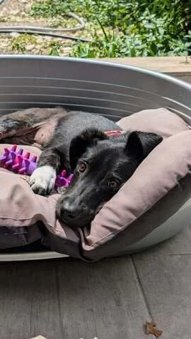 Viky (Βίκυ), female puppy Mixed Breed for adoption at Dogs Voice, Athens