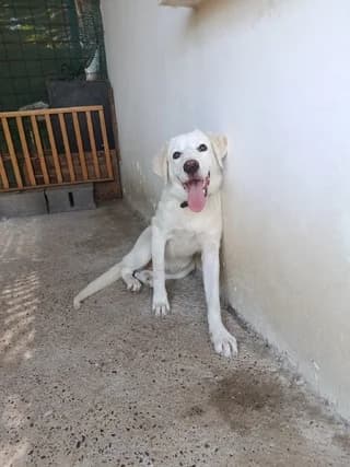 Alina (Αλινα), puppy Mixed Breed for adoption at Dogs Voice, Athens