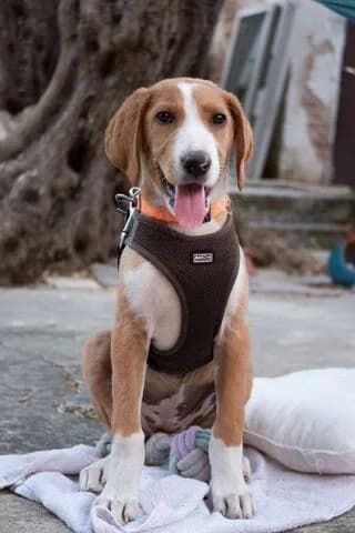 Gkoyfi (Γκούφη), female puppy Mixed Breed for adoption at Dogs Voice, Athens