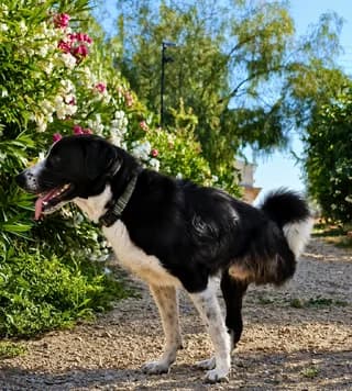 Bowie (Fotis) (Bowie (Φώτης)), male young Mixed Breed for adoption at Dogs Voice, Athens