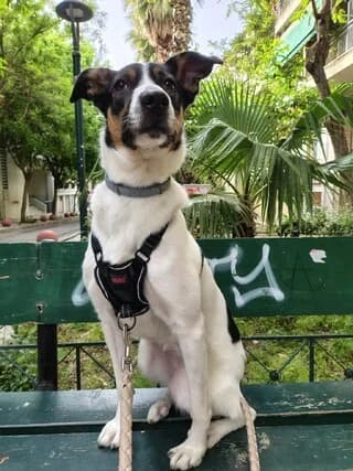 Άria (Άρια), female young Mixed Breed for adoption at Dogs Voice, Athens