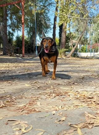 Mutter, female 3yo Mixed Breed for adoption at Dogs Voice, Athens