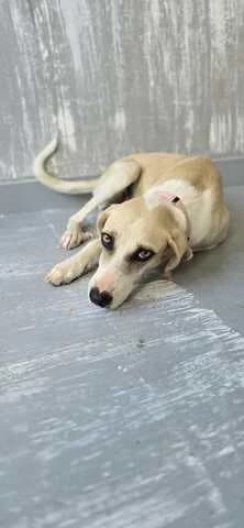 Marily (Μαριλύ), female puppy Mixed Breed for adoption at Dogs Voice, Athens