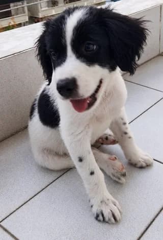 Άrtsi (Άρτσι), male puppy Mixed Breed for adoption at Dogs Voice, Athens