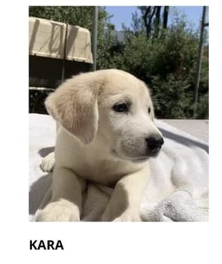 Kara, female puppy Mixed Breed for adoption at Dogs Voice, Athens