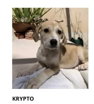 Krypto, male puppy Mixed Breed for adoption at Dogs Voice, Athens