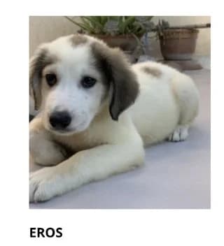 Eros, male puppy Mixed Breed for adoption at Dogs Voice, Athens