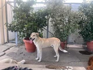 Tzak (Τζακ), male puppy Mixed Breed for adoption at Dogs Voice, Athens