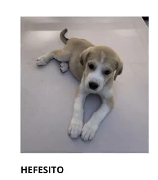 Hefesito, male puppy Mixed Breed for adoption at Dogs Voice, Athens