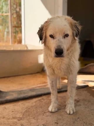 Spanoylis (Σπανούλης), male 7yo Mixed Breed for adoption at Dogs Voice, Athens