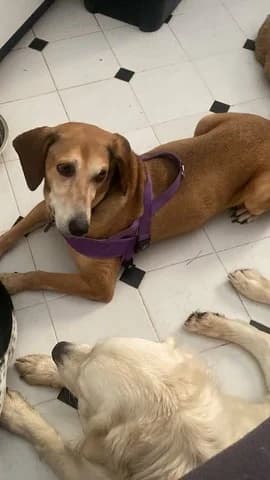 IGGY, male 7yo Mixed Breed for adoption at Dogs Voice, Athens