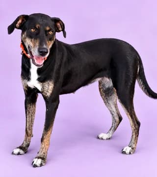 Άrla (Άρλα), female puppy Mixed Breed for adoption at Dogs Voice, Athens