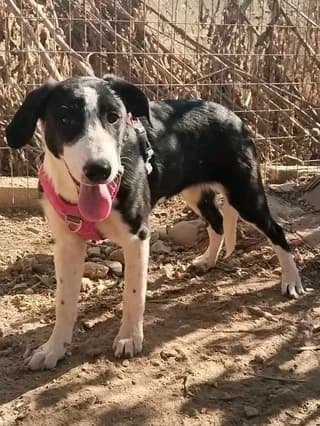 Jojo, female puppy Mixed Breed for adoption at Dogs Voice, Athens