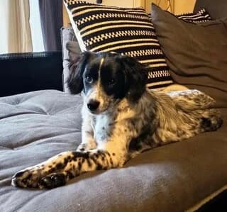 Luna, female puppy Mixed Breed for adoption at Dogs Voice, Athens