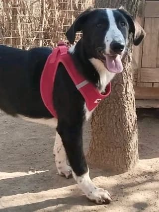 Zoi (Ζωή), female puppy Mixed Breed for adoption at Dogs Voice, Athens
